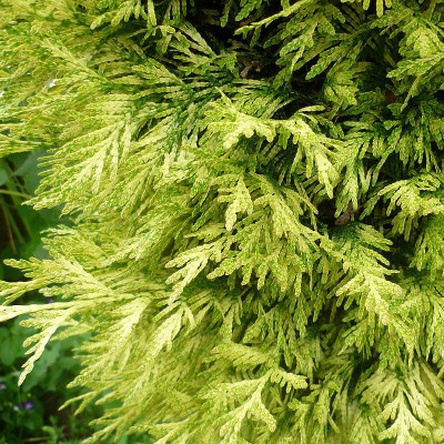 THUJA PLICATA ZEBRINA CLT 110 200/250