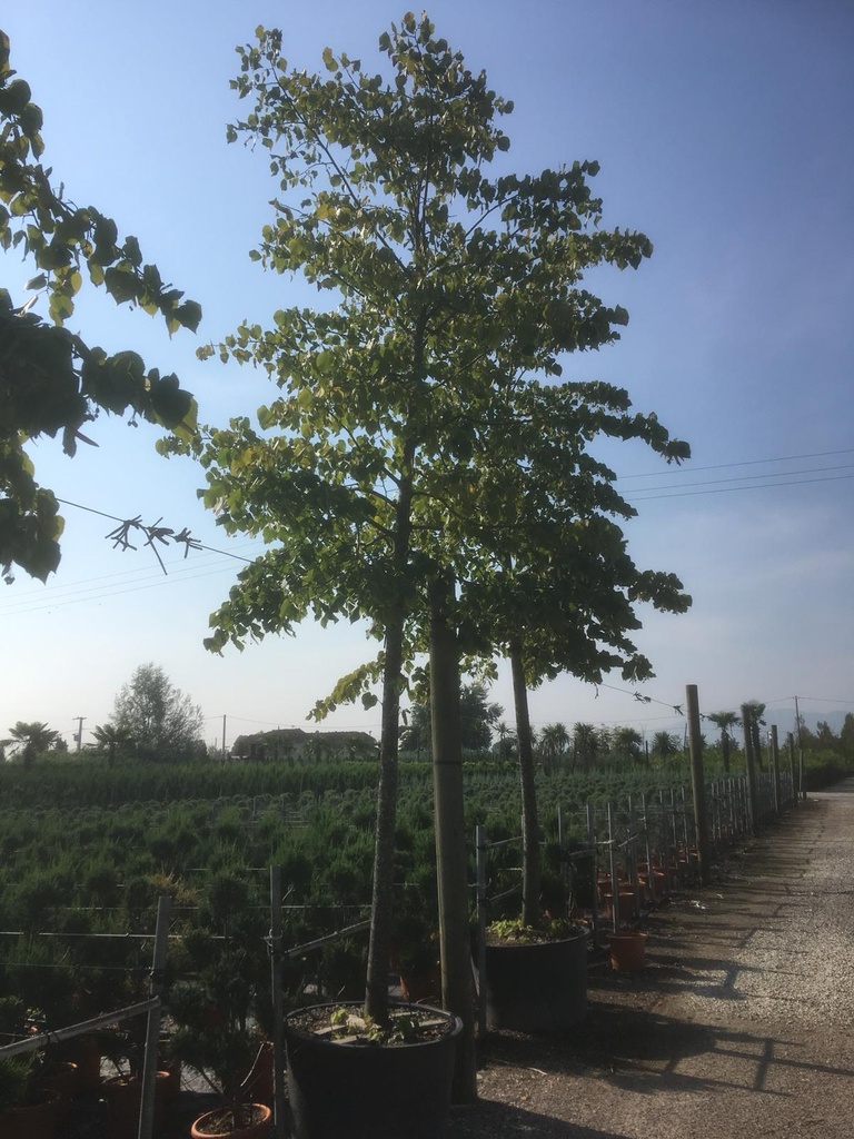 TILIA AMERICANA CLT 70 TIGE 18-20
