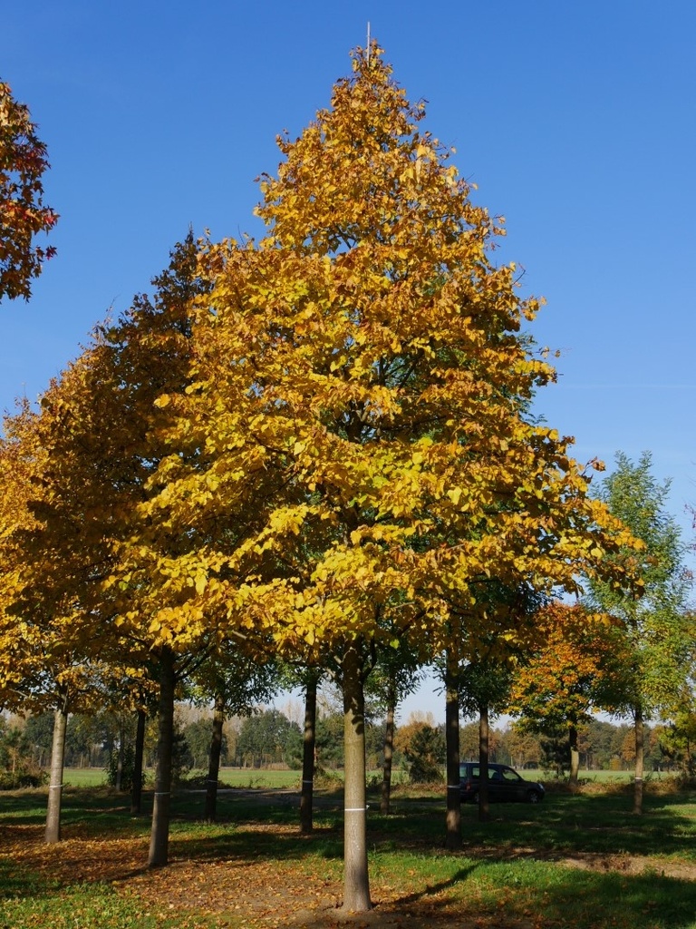 TILIA HYBRIDA ARGENTEA CLT 30 TIGE 12-14