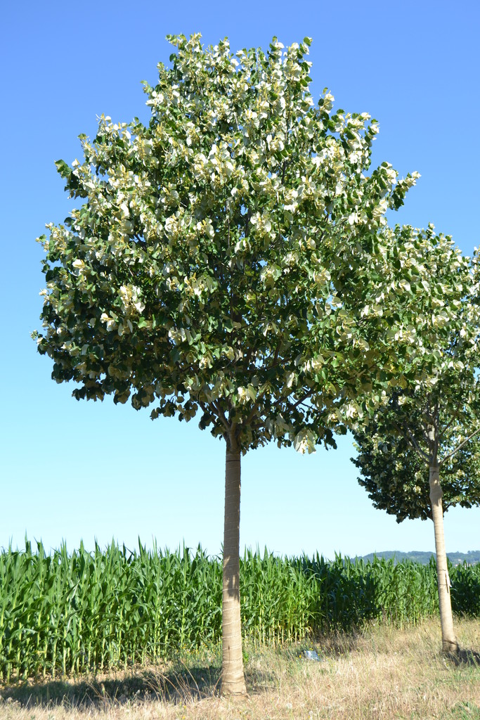 TILIA TOMENTOSA CLT 110 TIGE 18-20