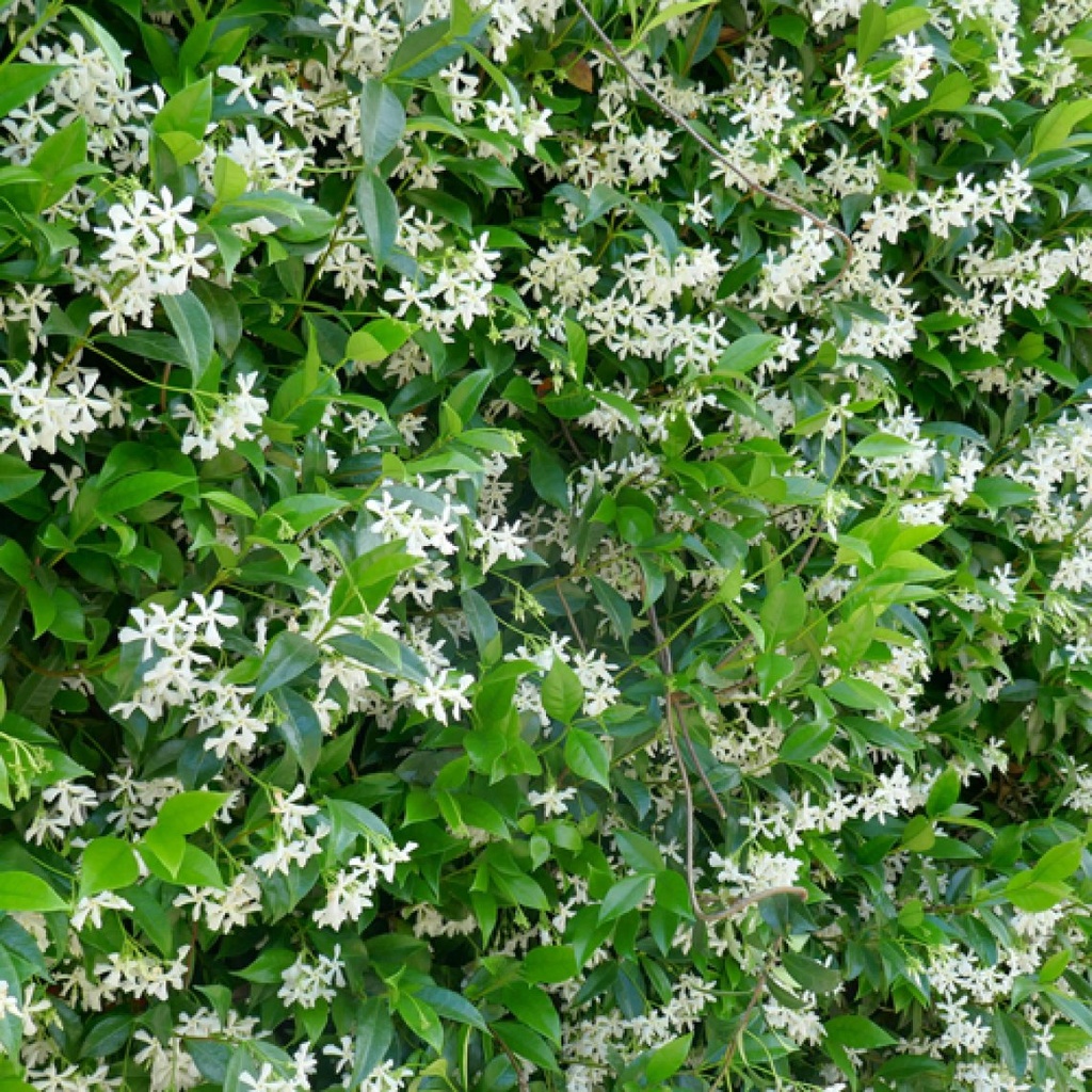 [12112] TRACHELOSPERMUM (RHYNCOSPERMUM) JASMINOIDES CLT 30 BOULE 70-80