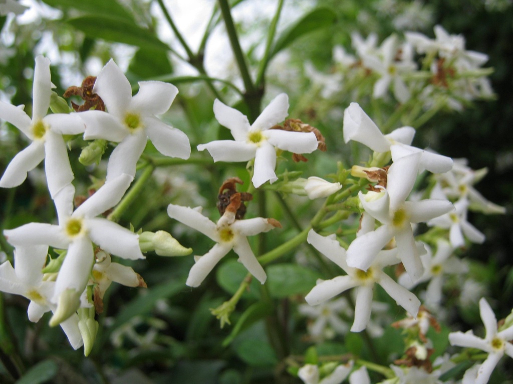 [12105] TRACHELOSPERMUM (RHYNCOSPERMUM) JASMINOIDES CLT 18 DEMI TIGE PALISSEE 70X70