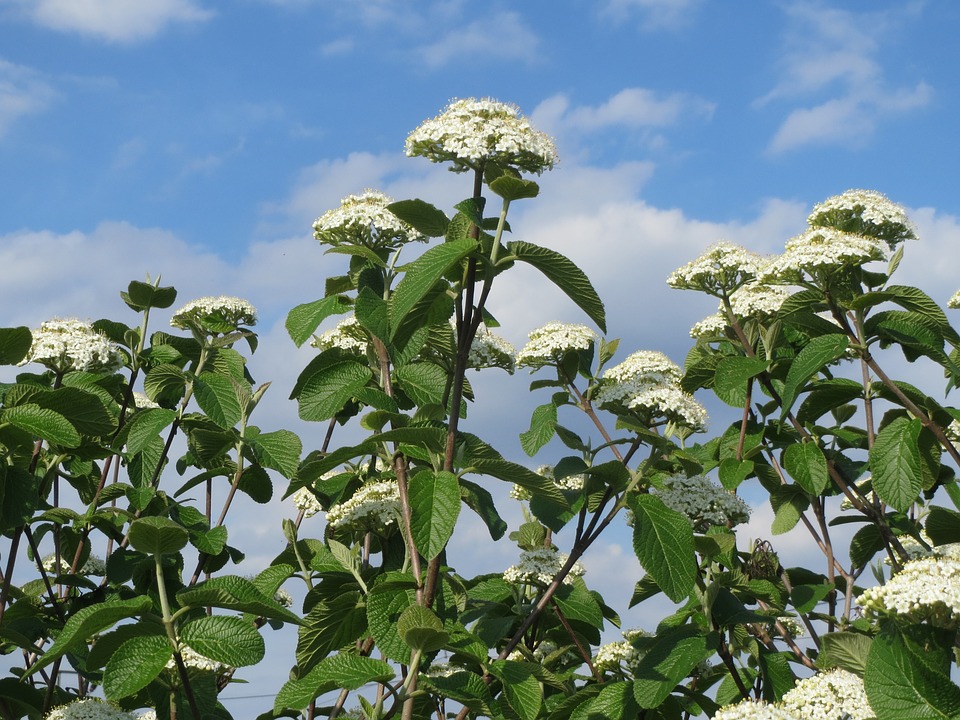 VIBURNUM LANTANA CLT 30 175/200