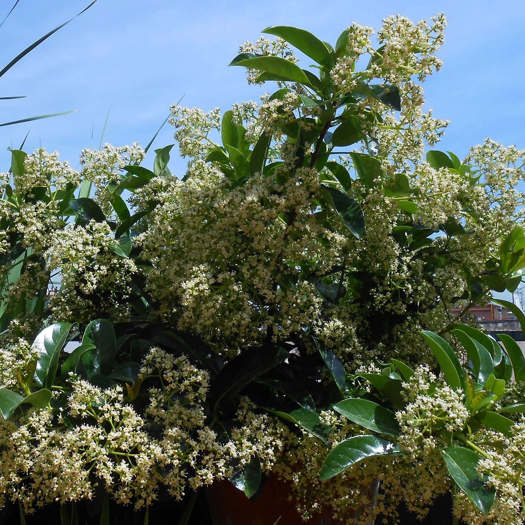 VIBURNUM LUCIDUM CLT 90 DEMI TIGE 14-16
