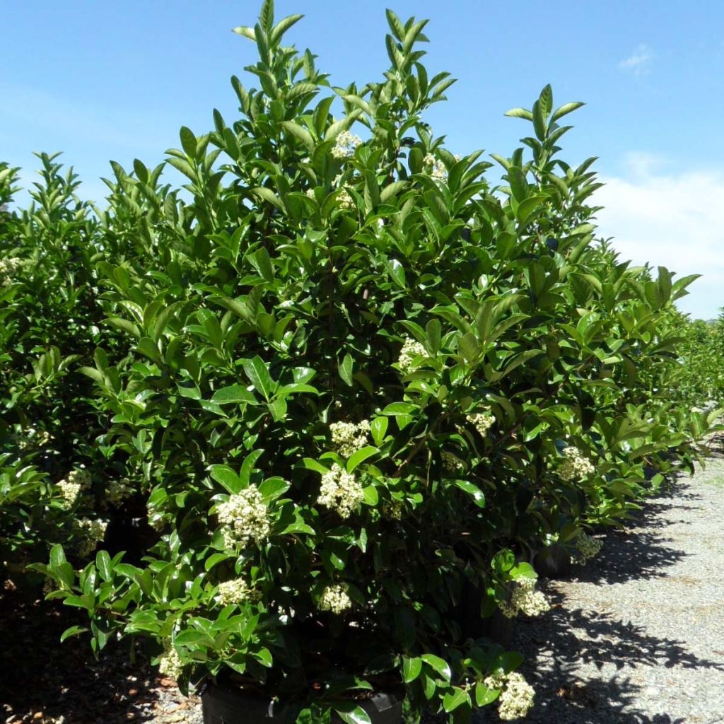 VIBURNUM LUCIDUM CLT 130 PARACHUTE 125/150