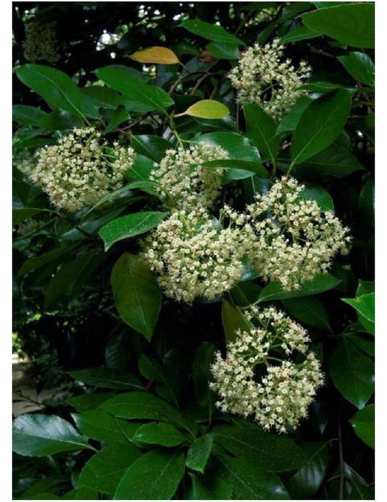VIBURNUM ODORATISSIMUM CLT 35 100/125