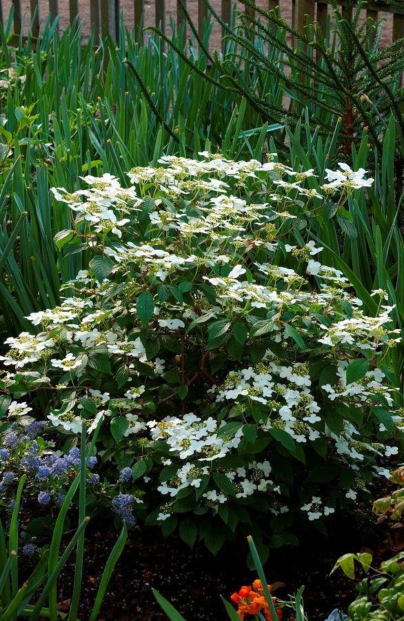VIBURNUM PLICATUM WATANABE CLT 55 200/250