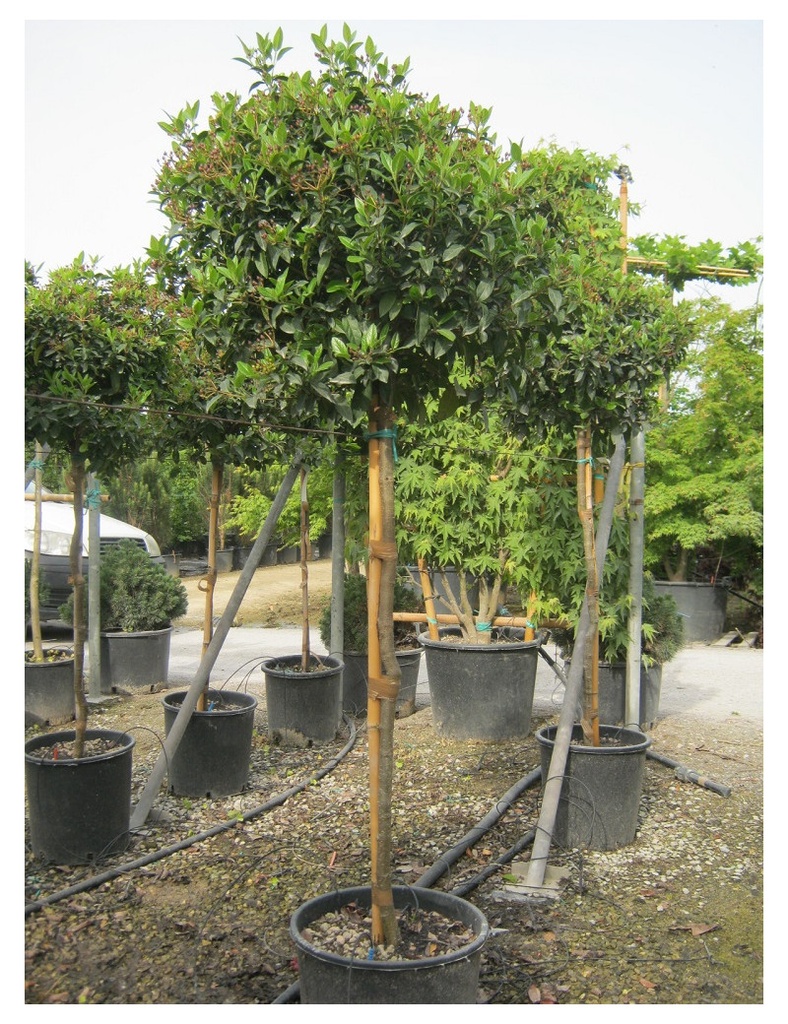 VIBURNUM TINUS EVE PRICE CLT 18 QUART TIGE