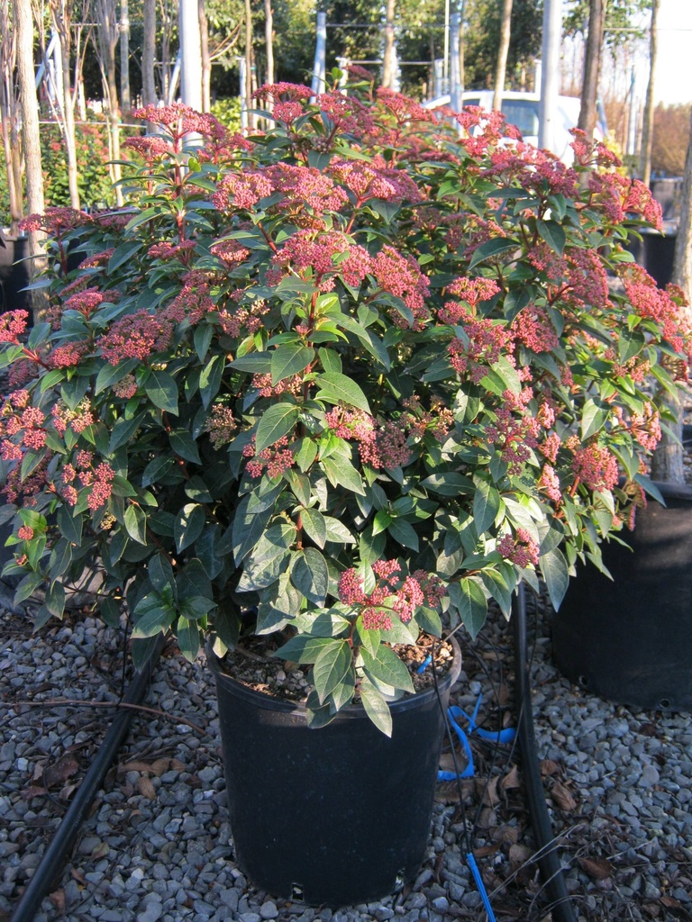 VIBURNUM TINUS EVE PRICE CLT 45 PARACHUTE 80/100