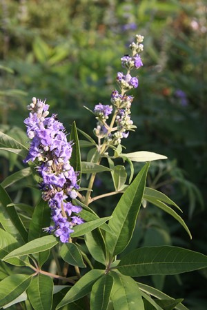 [12424] VITEX AGNUS-CASTUS CLT 10 80/100