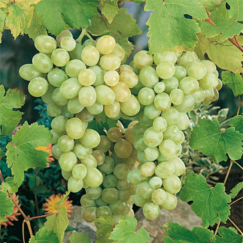 [12436] VITIS VINIFERA (VIGNE) CLT 18 PALISSEE 80X50