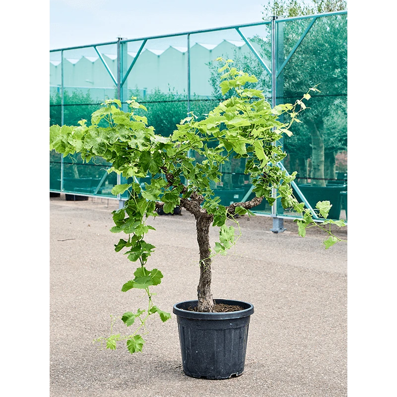 [12435] VITIS VINIFERA (VIGNE) CLT 18 DEMI TIGE PALISSEE 70X70
