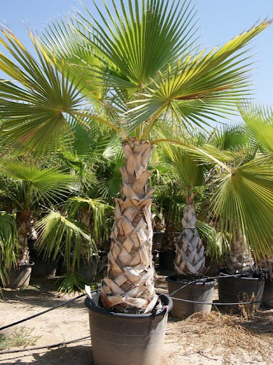 WASHINGTONIA ROBUSTA CLT 15 100/125