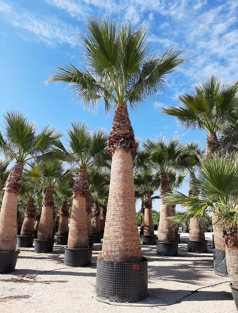 WASHINGTONIA ROBUSTA CLT 1000 TRONC T550/600
