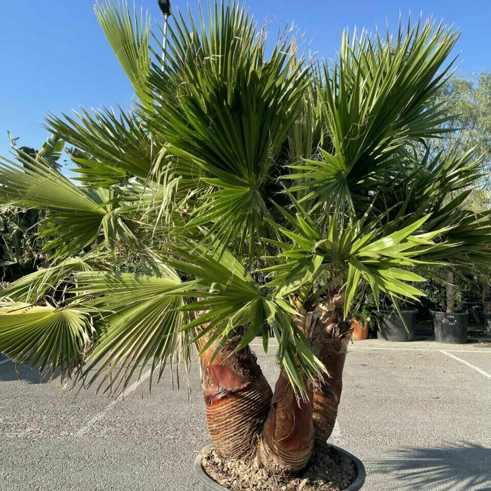 WASHINGTONIA ROBUSTA AIR POT CEPEE 3 TRONCS T400/450