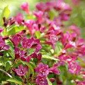 WEIGELIA LE PRINTEMPS CLT 10 80/100
