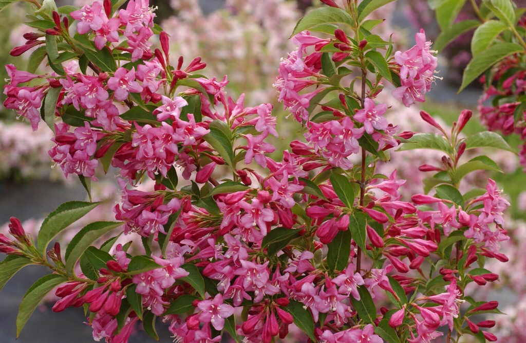 WEIGELIA STELZNERI CLT 18 100/125