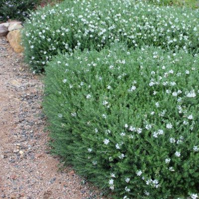 WESTRINGIA FRUTICOSA CLT 10 40-50