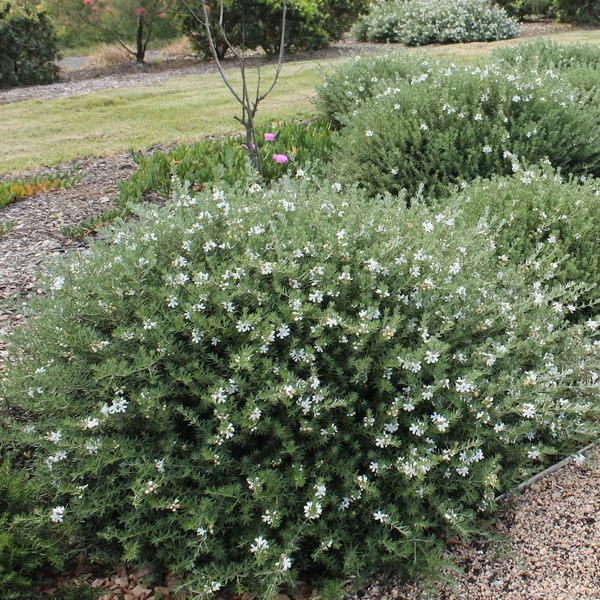 WESTRINGIA FRUTICOSA CLT 18 BOULE 50-60
