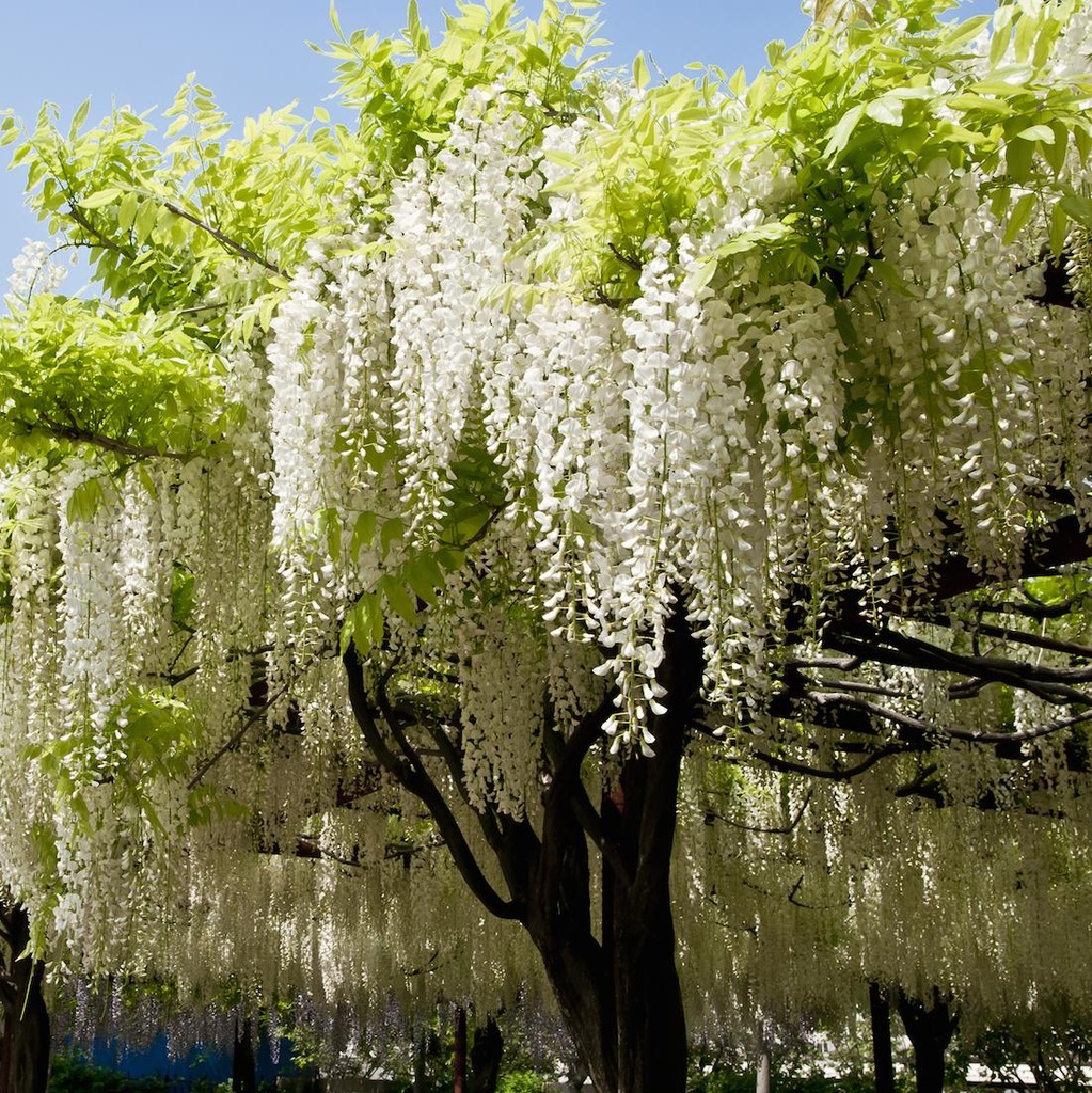 WISTERIA BRACHYBOTRYS SHIRO KAPITAN FUJI CLT 18 300/350