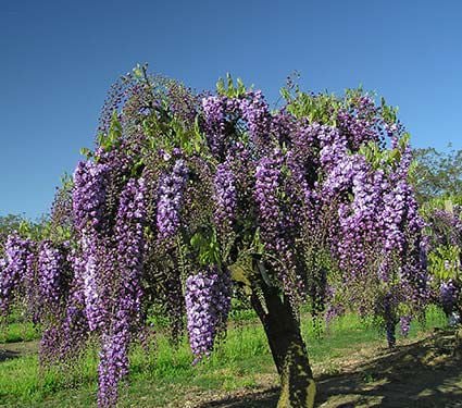 [12563] WISTERIA FLORIBUNDA BLACK DRAGON CLT 18 300/350