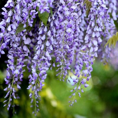 [12565] WISTERIA FLORIBUNDA VIOLACEA PLENA CLT 10 250/300