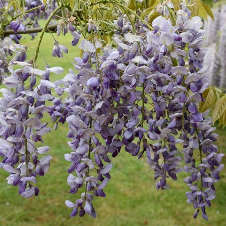 [12575] WISTERIA SINENSIS CLT 25 TIGE 6-8