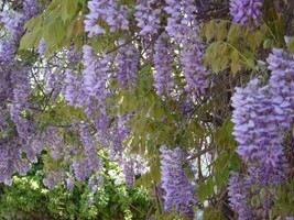 WISTERIA SINENSIS CLT 10 QUART TIGE