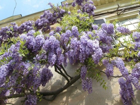 [12573] WISTERIA SINENSIS CLT 18 GRIMPANTE 300/350