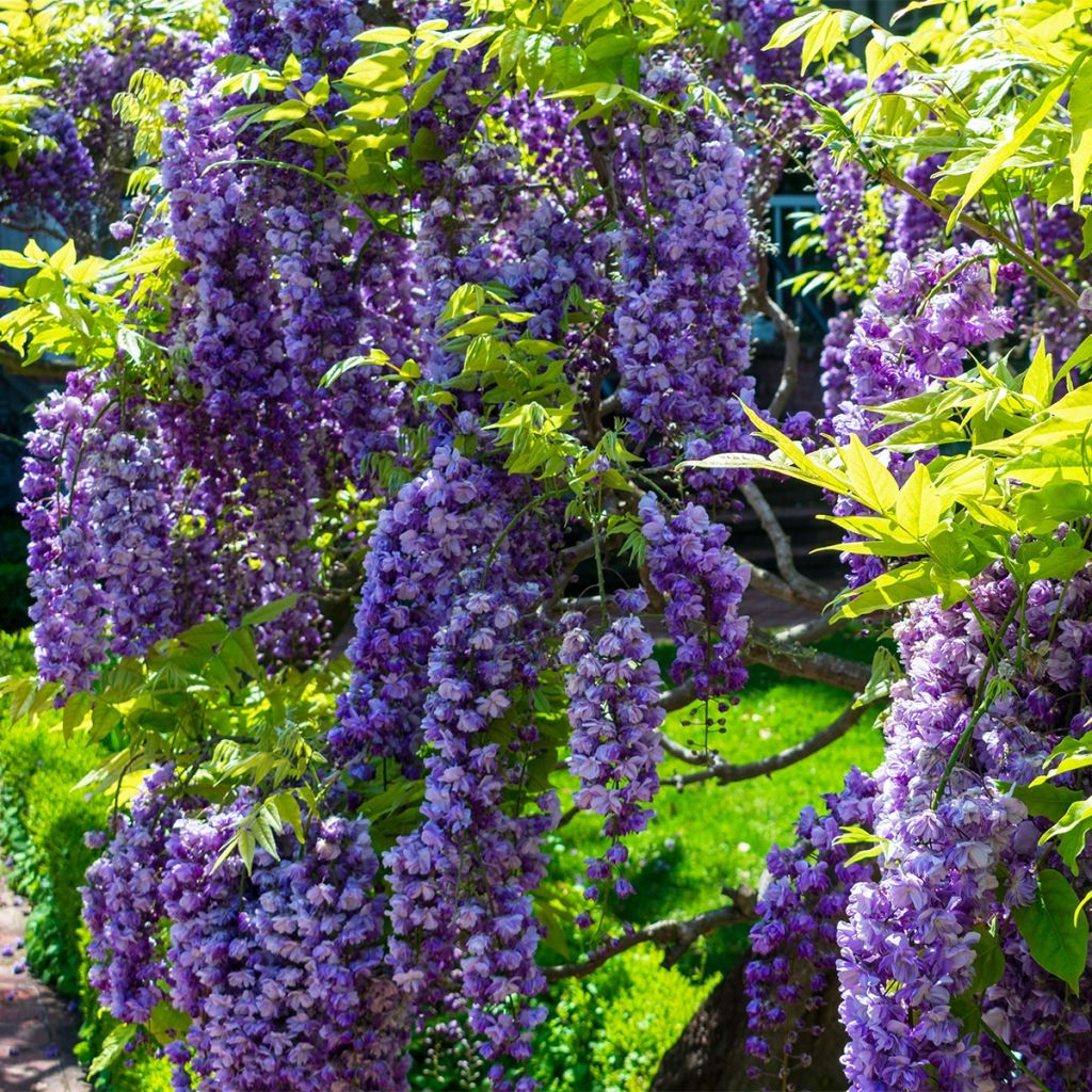 [12574] WISTERIA SINENSIS CLT 18 PALISSEE 80X50