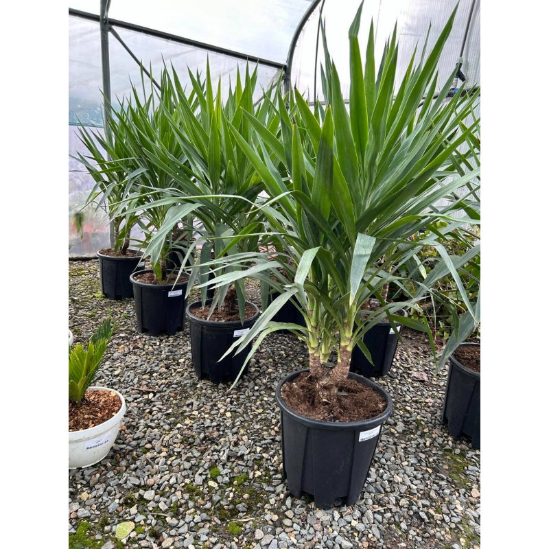 YUCCA ELEPHANTIPES CLT 35 CEPEE 125/150