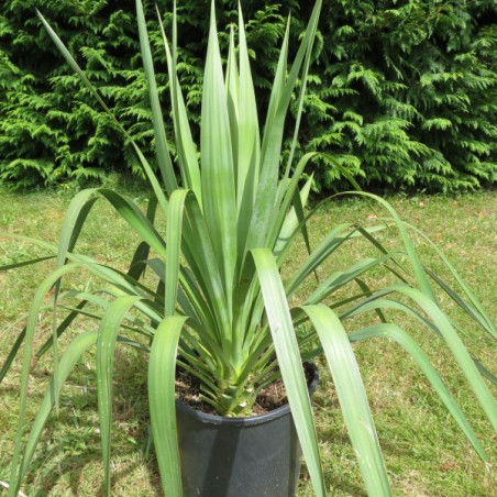 YUCCA GLORIOSA CLT 15 40/60