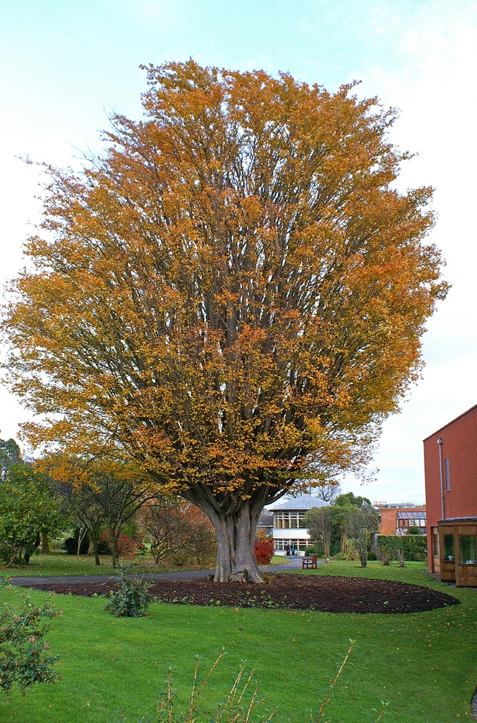 [12652] ZELKOVA CARPINIFOLIA CLT 130 TIGE PALISSEE 35-40 160X120