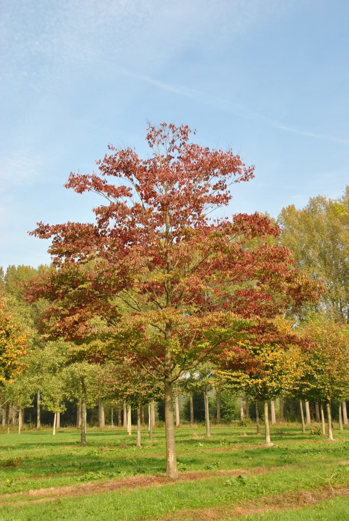 ZELKOVA SERRATA CLT 70 200/250
