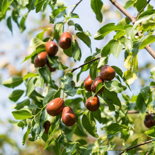 ZIZIPHUS JUJUBA (JUJUBIER) CLT 160 RAMIFIE 450/500