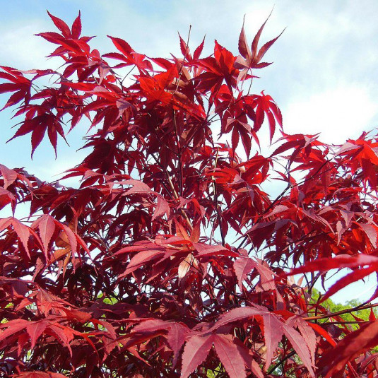 ACER PALMATUM SANGUINEUM CLT 5 100/125