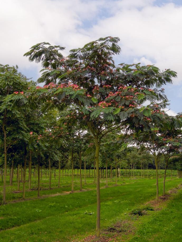 ALBIZIA JULIBRISSIN (ROSA) CLT 18-35 DEMI TIGE 8-10