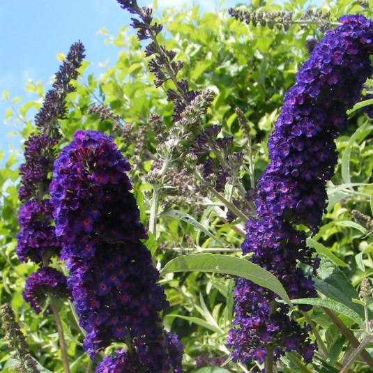 [2002] BUDDLEIA DAVIDII BLACK NIGHT CLT 3 40/60