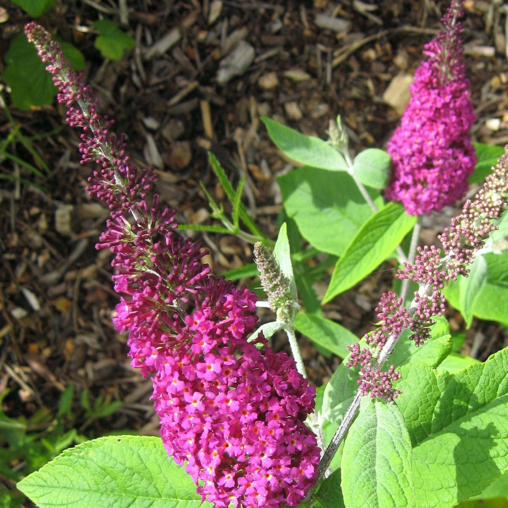 [2011] BUDDLEIA HYBRIDE MISS RUBY CLT 10 60/80