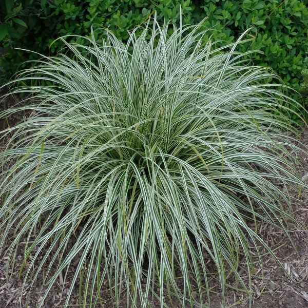 CAREX FEATHLER FALLS CLT 10