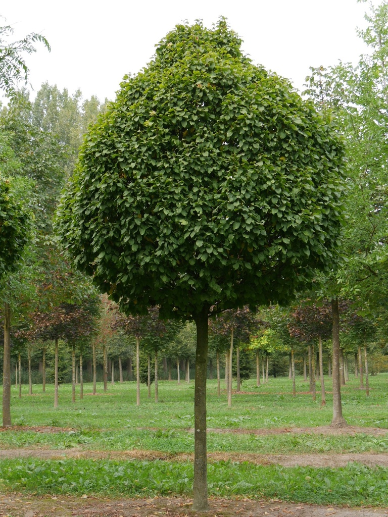CARPINUS BETULUS COLUMNARIS NANA CLT 10 40/60