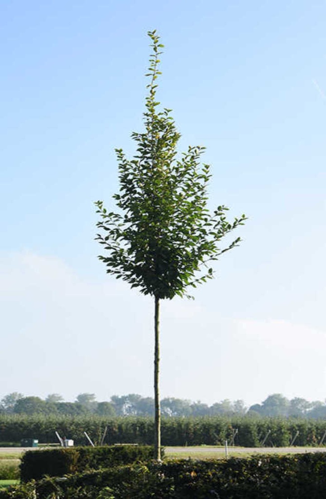 CARPINUS BETULUS FASTIGIATA CLT 4 125/150