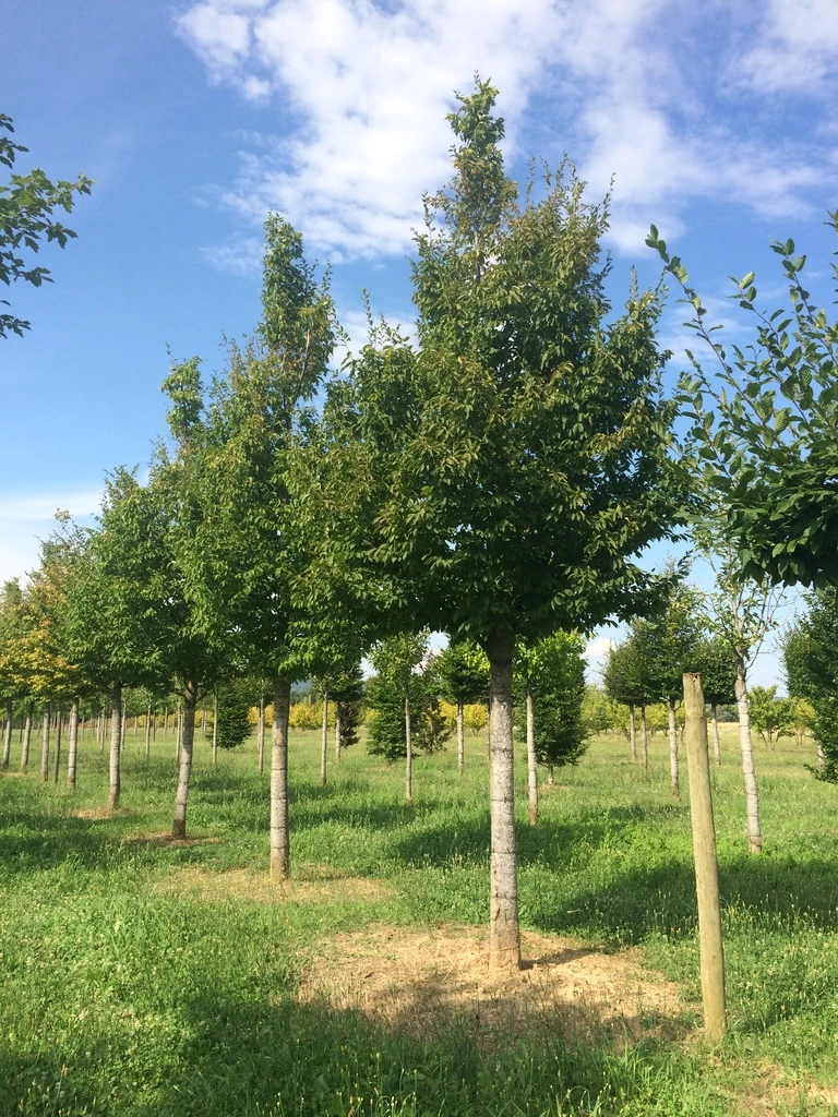 CARPINUS BETULUS RIDEAU CLT 110 DEMI TIGE 18-20
