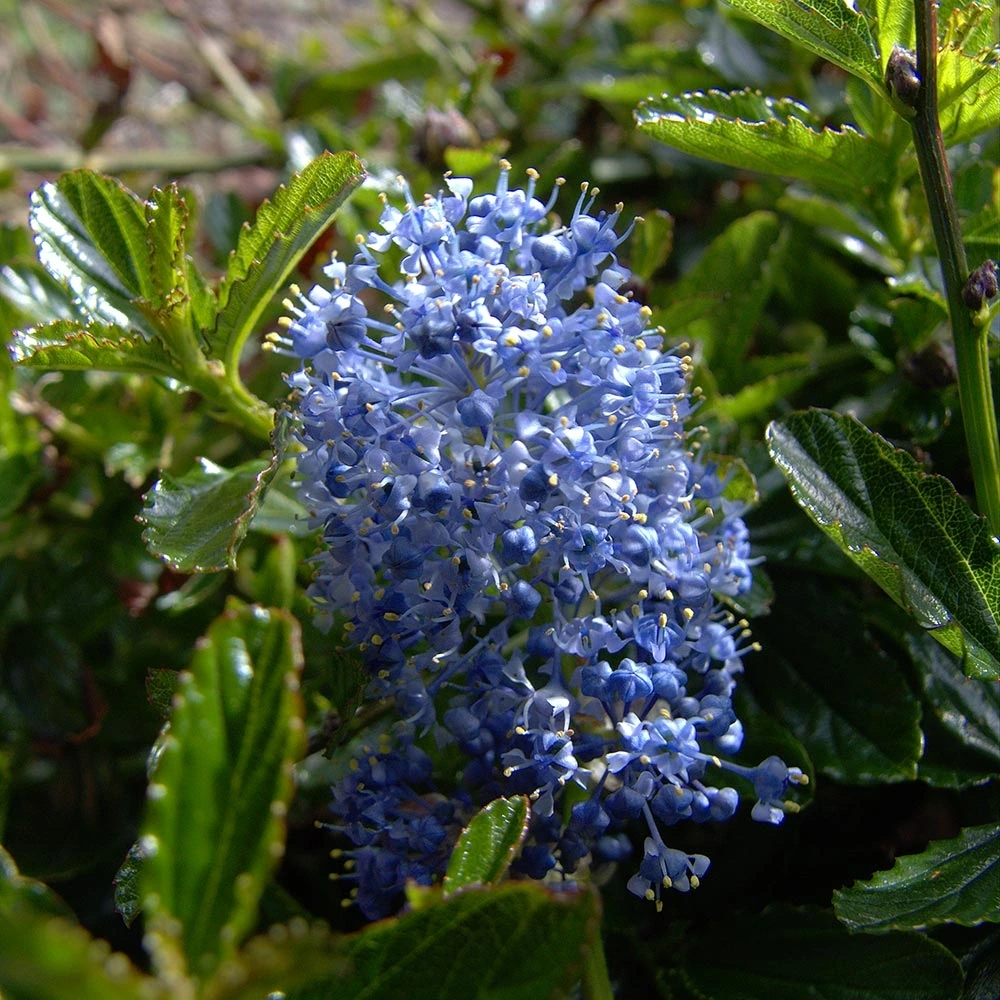 [2646] CEANOTHUS ARBOREUS BURKWOODII CLT 3 40/60