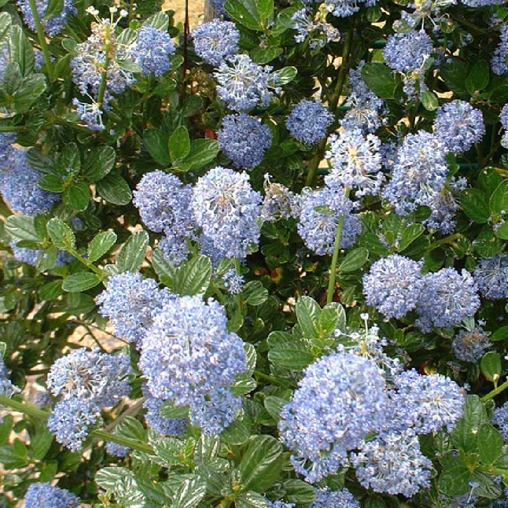 CEANOTHUS ARBOREUS SKYLARK CLT 3 30/40