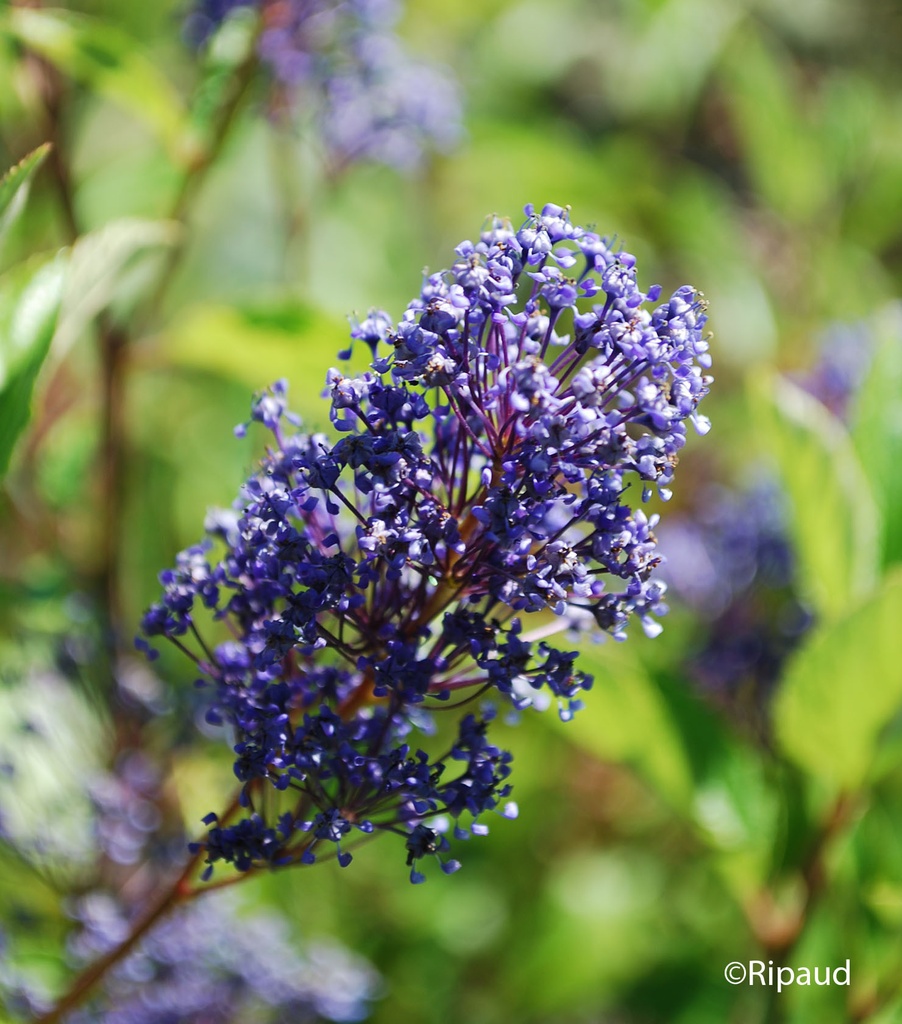 CEANOTHUS HENRY DESFOSSE CLT 3 40/60