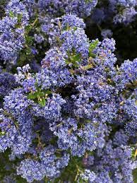 [2663] CEANOTHUS IMPRESSUS VICTORIA CLT 3 30/40