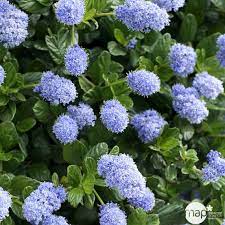 CEANOTHUS THYRSIFLORUS CLT 20 100/125