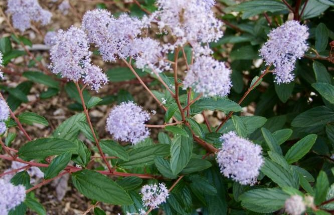 [2677] CEANOTHUS TOPAZE CLT 3 40/60