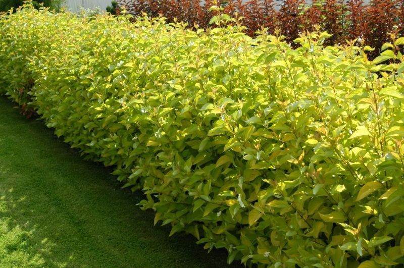 CORNUS ALBA AUREA CLT 3 60/80